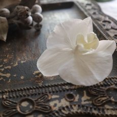 メインの胡蝶蘭はホワイトになります。
