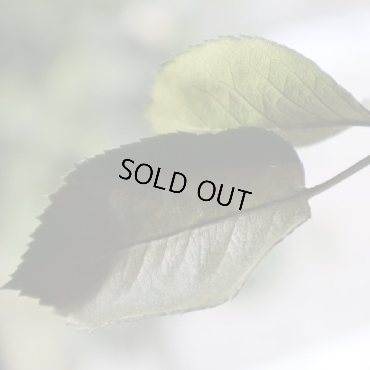 葉も茎もすべてプリザービング加工