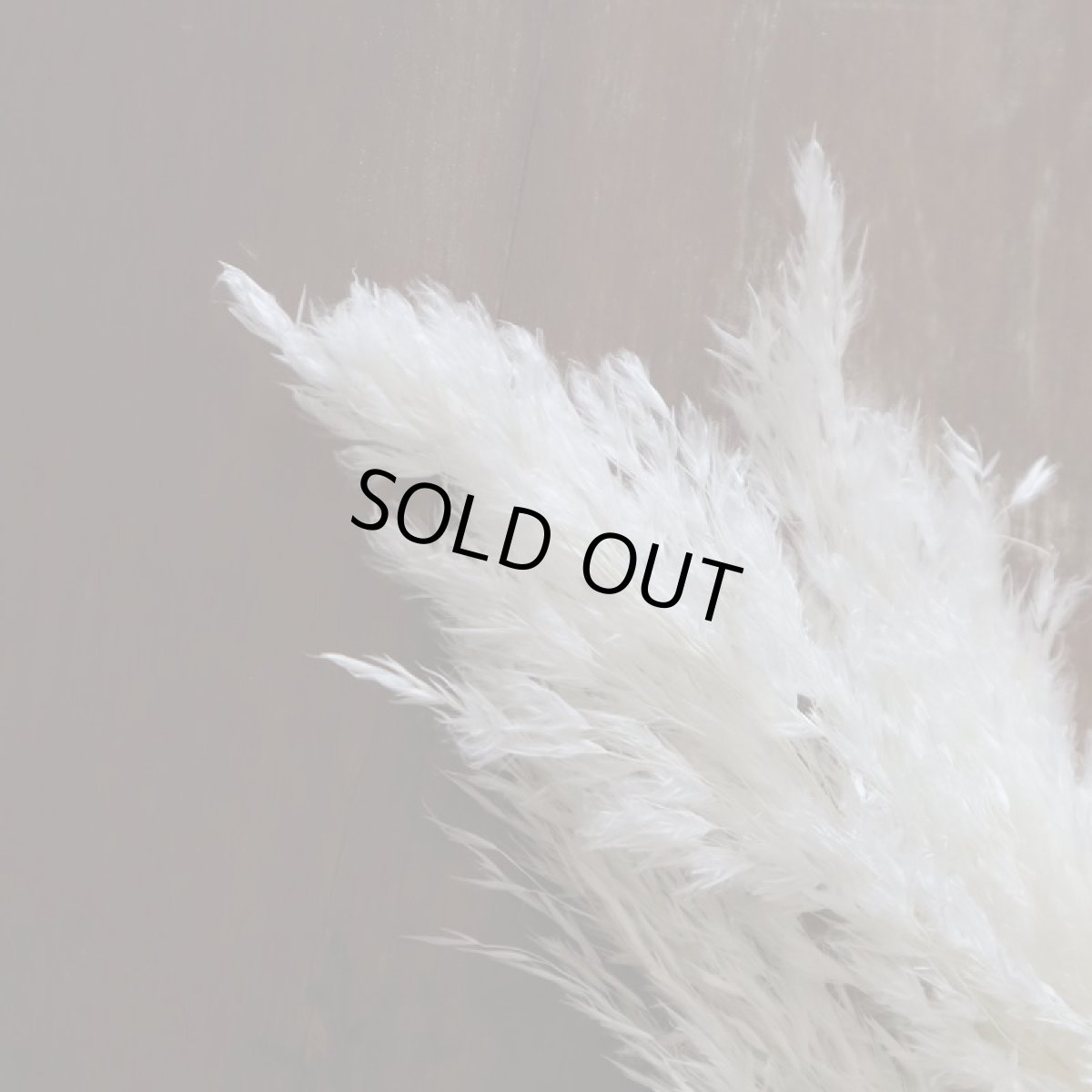 ふわふわのブルームリード