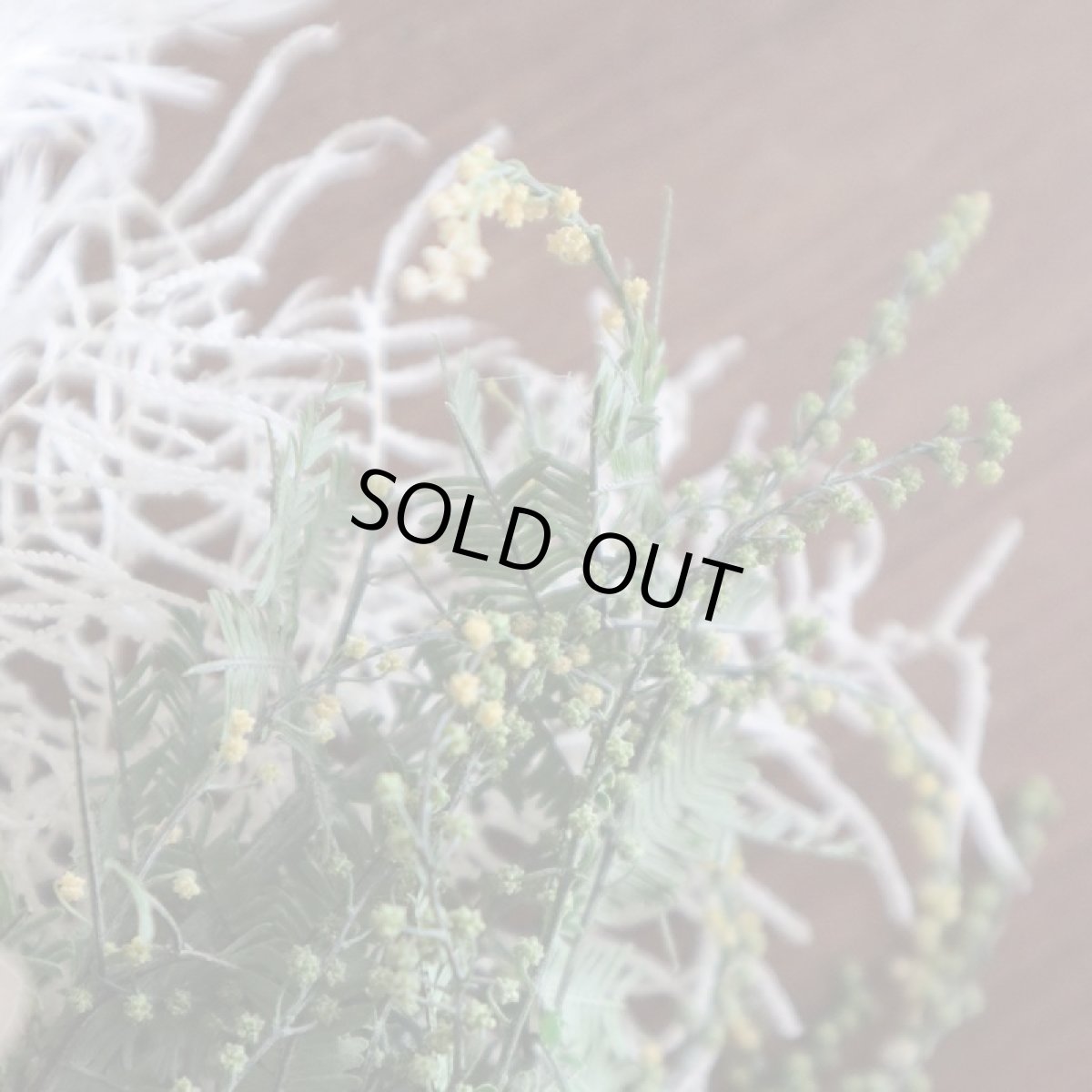 かわいいツボミのついたギンバアカシア